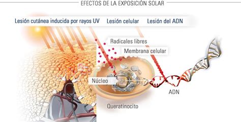 Todo Acerca De La Luz Solar Y Cómo Afecta La Piel Eucerin