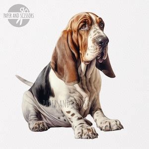 Basset Hound Clipart, Basset Hound PNG, Basset Hound Illustration, Dog ...