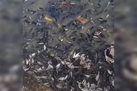 Vídeo peixes mortos em represa do interior de SP viraliza veja