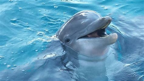 Happy Dolphin | Dolphins, Animals, Beautiful creatures