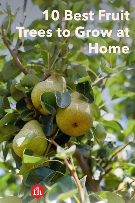 Best Types Of Fruit Trees To Grow In Your Backyard Fruit Trees