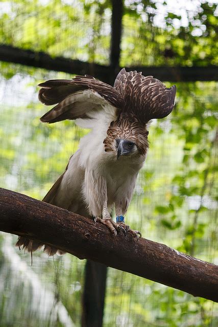 The Iconic Philippine Monkey-eating Eagle