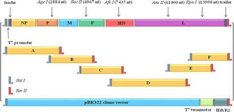 Full Length Cdna Construction Strategy Segment A Contained The T