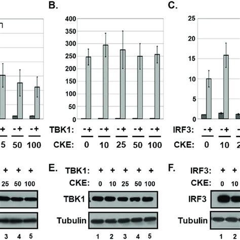 HHT and HT inhibit STING induced IFNβ promoter activation HEK293T