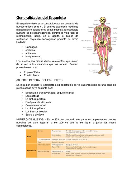 Generalidades Del Esqueleto El Cual Es Explorado Mediante