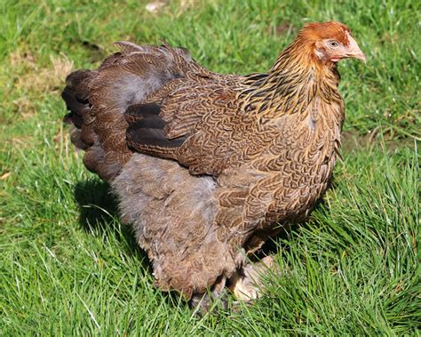 Cochin Perdrix La Ferme De Beaumont Les Poules De Grande Ta