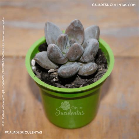 Suculenta Sedeveria Blue Mist Caja De Suculentas y Plantas Exóticas