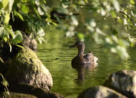 Pato Lago Animais Selvagens Ave Foto Gratuita No Pixabay Pixabay