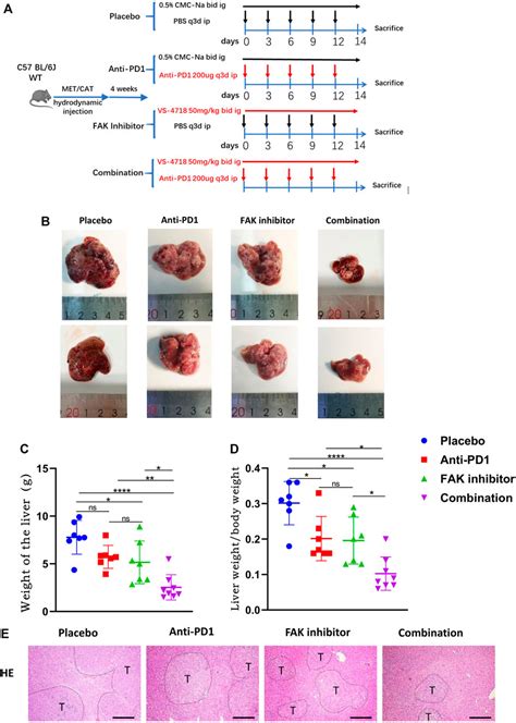 Frontiers A FAK Inhibitor Boosts Anti PD1 Immunotherapy In A