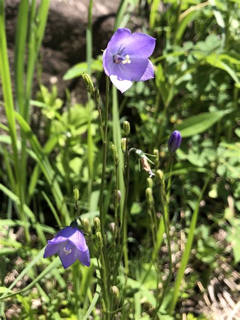 Wisconsin Wildflower Harebell Campanula Rotundifolia