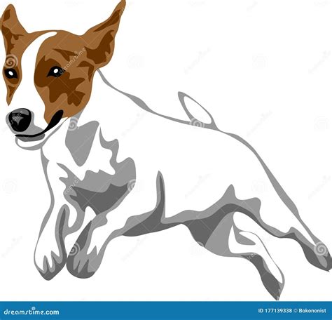 Jack Russell Terrier Stock Vector Illustration Of Terrier 177139338