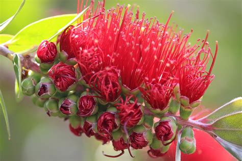 Callistemon Bottlebrush Originario Foto Gratis En Pixabay Pixabay