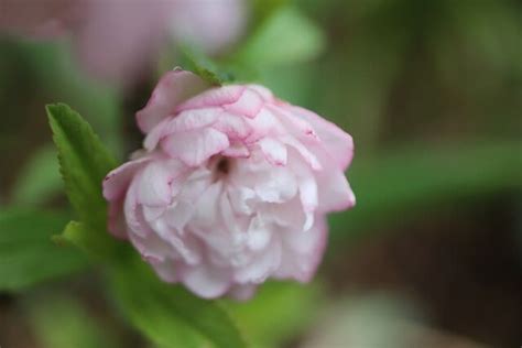 45 めぐり～小庭の花たち 1 めぐりの花と旅