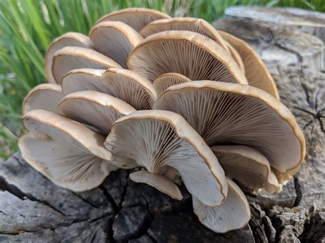 Oyster Mushrooms, Pleurotus species