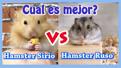 Guarder A Inmoralidad Anormal Informacion Sobre Los Hamsters Rusos Casa