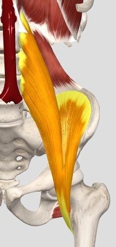 Msk Hip Pelvis Flashcards Quizlet