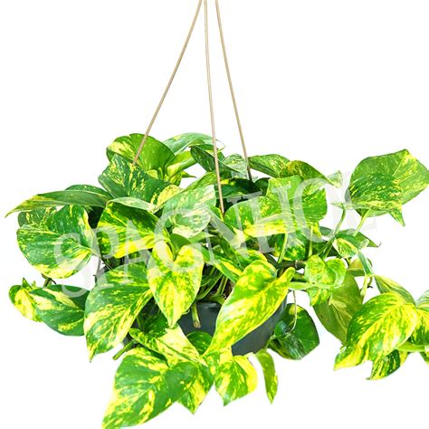 Jiboia Ca Spagnhol Plantas Ornamentais Loja Virtual