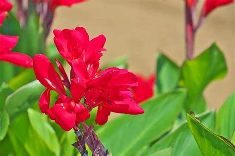 Un Regard Approfondi Sur La Fa On De Planter Des Bulbes De Cannas