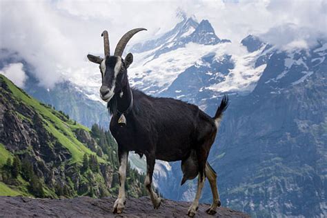 Royalty Free Alpine Goat Pictures, Images and Stock Photos - iStock