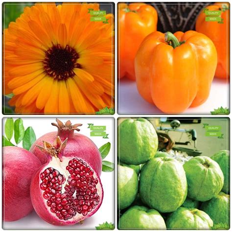 Creative Farmer Seed Combo Fruit Pomagranate Thailand Guava Marsh Marigold Capsicum Red