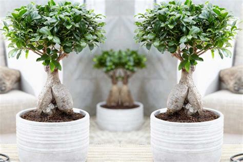 Evo Kako Se Gaji Fikus Ginseng Koji Uspijeva I Kao Bonsai Agrosavjet