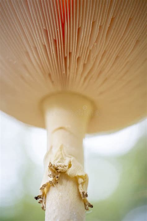 Fly Agaric Amanita Muscaria Een Heel Mooie Paddenstoel Stock Foto