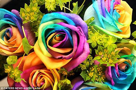 rainbow roses techeblog