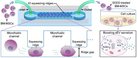 Materials Today Bio 中科院先进院微流控芯片技术助力细胞外囊泡产量提高