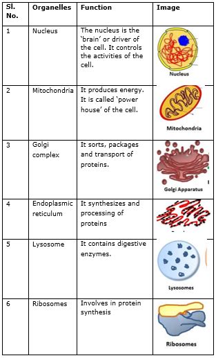 Organelle Flow Chart