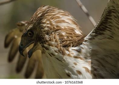 Juvenile Broad Winged Hawk Close Stock Photo 1076163368 | Shutterstock