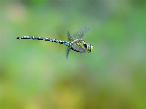 Libellule Demoiselle D Honneur Photo Gratuite Sur Pixabay Pixabay