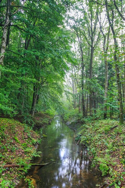 Nature At Waterloopbos Flevoland Netherlands Stock Photo Image Of