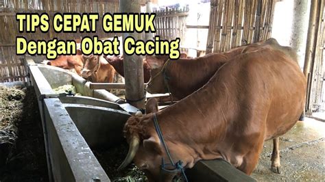 Menggemukkan Sapi Dengan Obat Cacing Begini Caranya Youtube