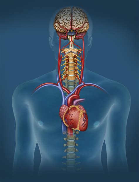 Trastornos del sistema nervioso autónomo MedlinePlus en españolLock in