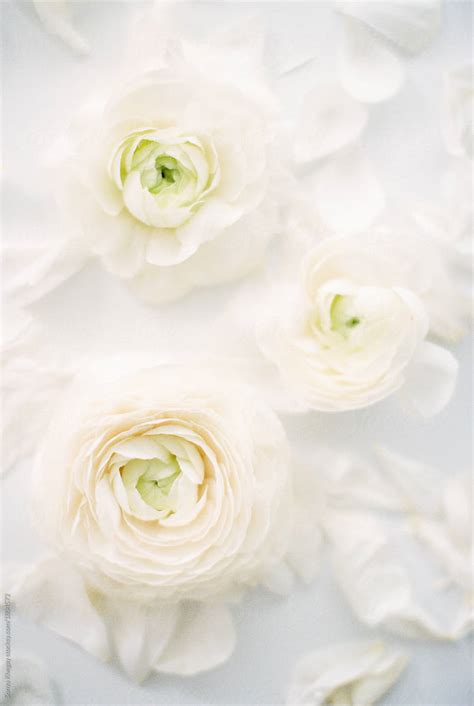 Ranunculus By Stocksy Contributor Sonya Khegay Stocksy