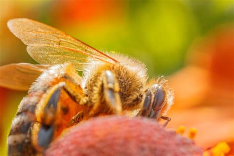 Premium Photo Honey Bee Covered With Yellow Pollen Drink Nectar