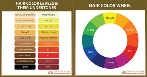 How the Color Wheel Really Works - Hair Stylist's Guide - Ugly Duckling