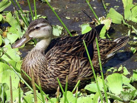 Hybrid duck Photograph by Steven Spak - Fine Art America