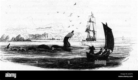 Maned Sea Serpent 1755 Stock Photo Alamy