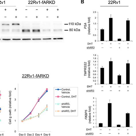 Knocking Down Ar Suppresses Ar Targeted Genes And Cell Growth In