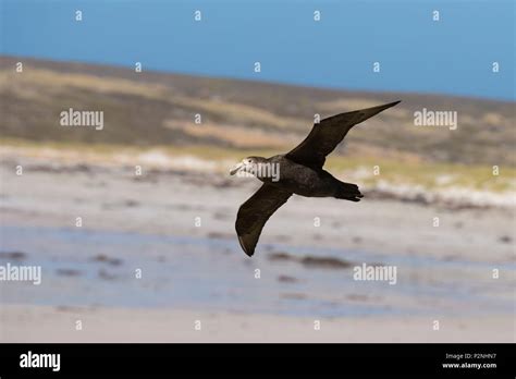 Falkland Islands Cape Dolphin In Flight Macronectes Giganteus A