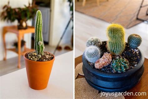 Indoor Cactus Care For Beginners (2025 Guide)