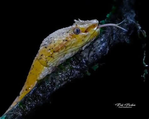 Eyelash Viper Near Guapiles Lim N Province Costa Rica Rick Purdue