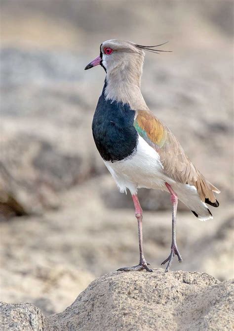 Tero común (Vanellus chilensis) → Más Neuquén