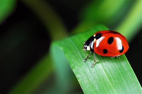 Comment Attirer Les Coccinelles Dans Votre Jardin Pour Lutter Contre