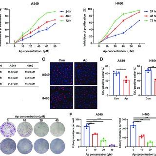 Apatinib Inhibited The Proliferation Of Nsclc Cells A A And H