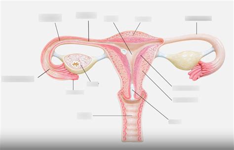 The Female Pelvic Viscera Diagram Quizlet