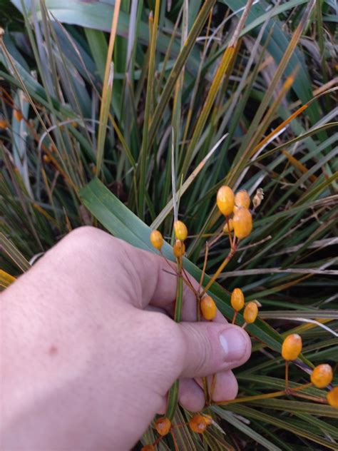 Libertia Peregrinans In June 2023 By Kjell Knable INaturalist