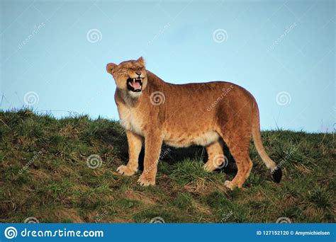 Lioness Roaring At Her Cub Stock Image | CartoonDealer.com #62468389