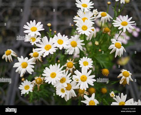 Beautiful Floral Pattern With Lots Of Paris Daisyleucanthemum